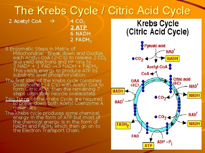 The Krebs Cycle / Citric Acid Cycle 2 Acetyl Co. A 4 CO 2