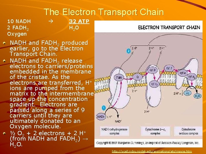 The Electron Transport Chain 10 NADH 2 FADH 2 Oxygen 32 ATP H 2