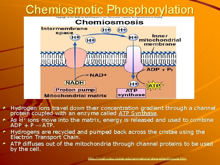 Chemiosmotic Phosphorylation Hydrogen ions travel down their concentration gradient through a channel protein coupled