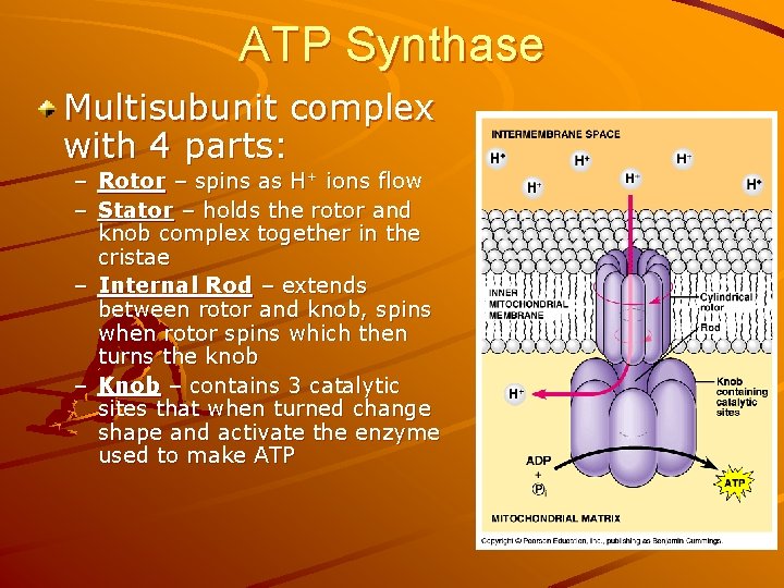 ATP Synthase Multisubunit complex with 4 parts: – Rotor – spins as H+ ions