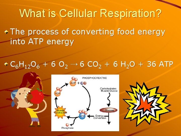 What is Cellular Respiration? The process of converting food energy into ATP energy C