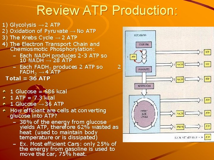 Review ATP Production: 1) 2) 3) 4) Glycolysis → 2 ATP Oxidation of Pyruvate