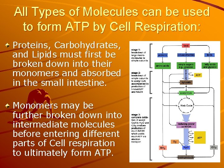 All Types of Molecules can be used to form ATP by Cell Respiration: Proteins,