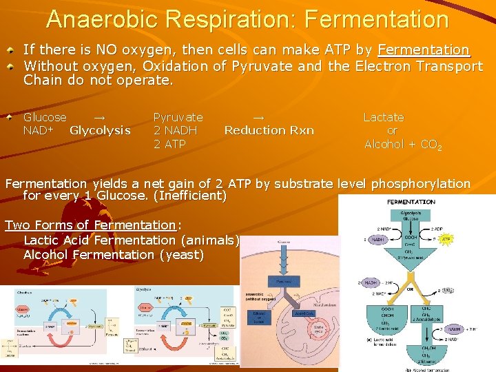 Anaerobic Respiration: Fermentation If there is NO oxygen, then cells can make ATP by