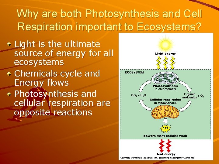 Why are both Photosynthesis and Cell Respiration important to Ecosystems? Light is the ultimate