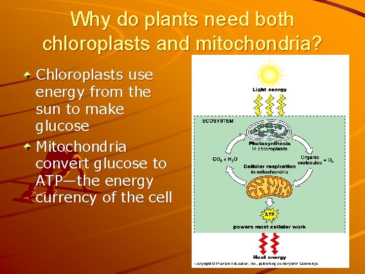 Why do plants need both chloroplasts and mitochondria? Chloroplasts use energy from the sun