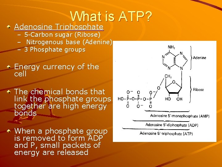 What is ATP? Adenosine Triphosphate – – – 5 -Carbon sugar (Ribose) Nitrogenous base