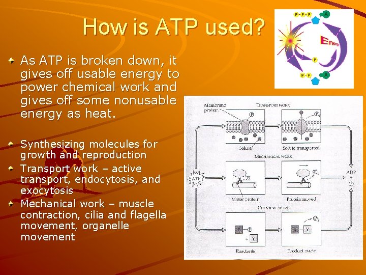 How is ATP used? As ATP is broken down, it gives off usable energy