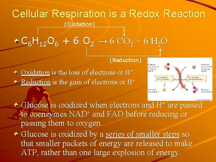 Cellular Respiration is a Redox Reaction (Oxidation) C 6 H 12 O 6 +