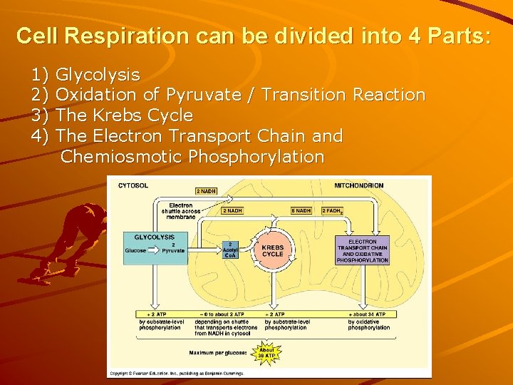 Cell Respiration can be divided into 4 Parts: 1) 2) 3) 4) Glycolysis Oxidation