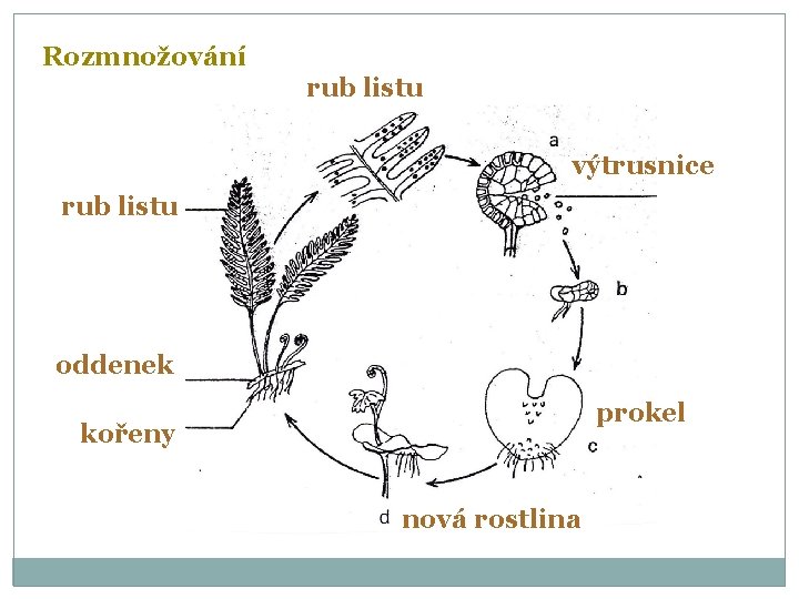 Rozmnožování rub listu výtrusnice rub listu oddenek prokel kořeny nová rostlina 