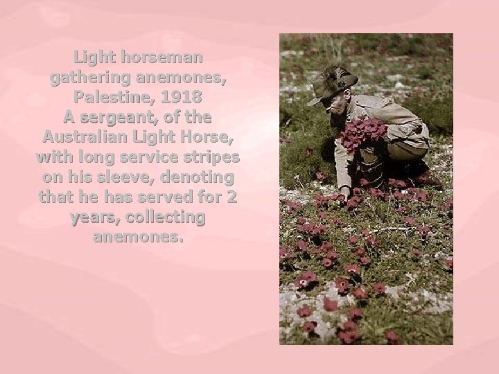 Light horseman gathering anemones, Palestine, 1918 A sergeant, of the Australian Light Horse, with