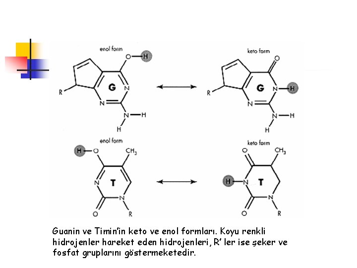 Guanin ve Timin’in keto ve enol formları. Koyu renkli hidrojenler hareket eden hidrojenleri, R’