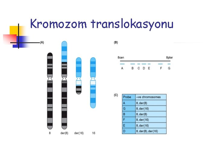 Kromozom translokasyonu 