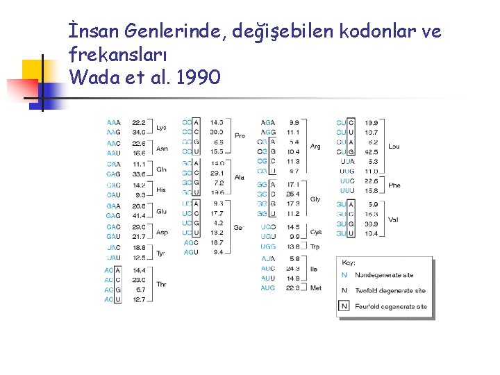 İnsan Genlerinde, değişebilen kodonlar ve frekansları Wada et al. 1990 