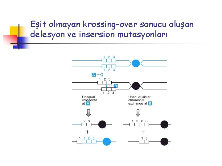 Eşit olmayan krossing-over sonucu oluşan delesyon ve insersion mutasyonları 