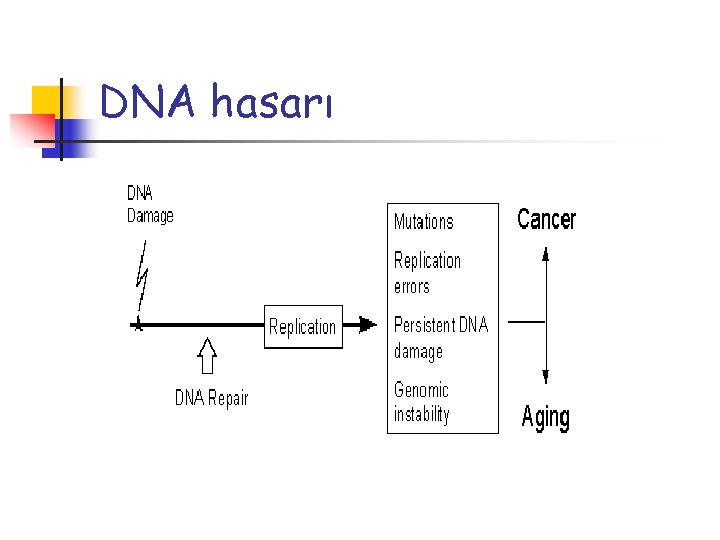 DNA hasarı 
