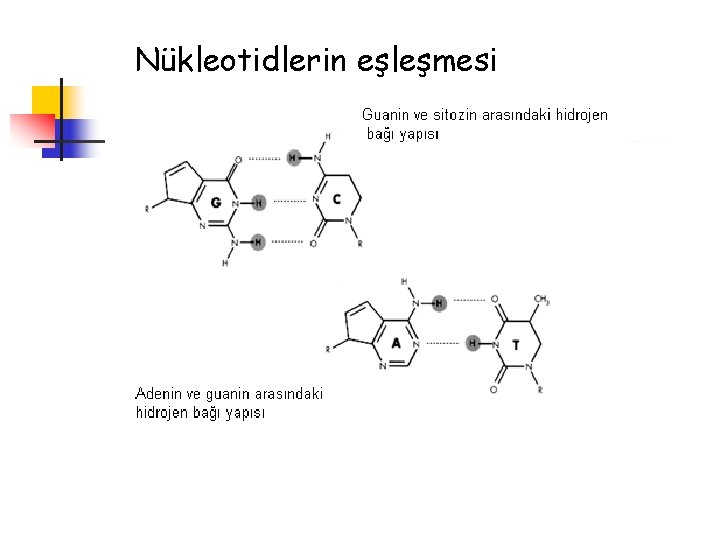 Nükleotidlerin eşleşmesi 