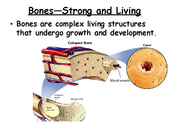 - The Skeletal System Bones—Strong and Living • Bones are complex living structures that