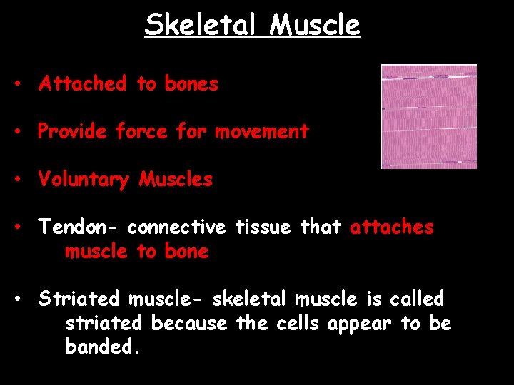 Skeletal Muscle • Attached to bones • Provide force for movement • Voluntary Muscles