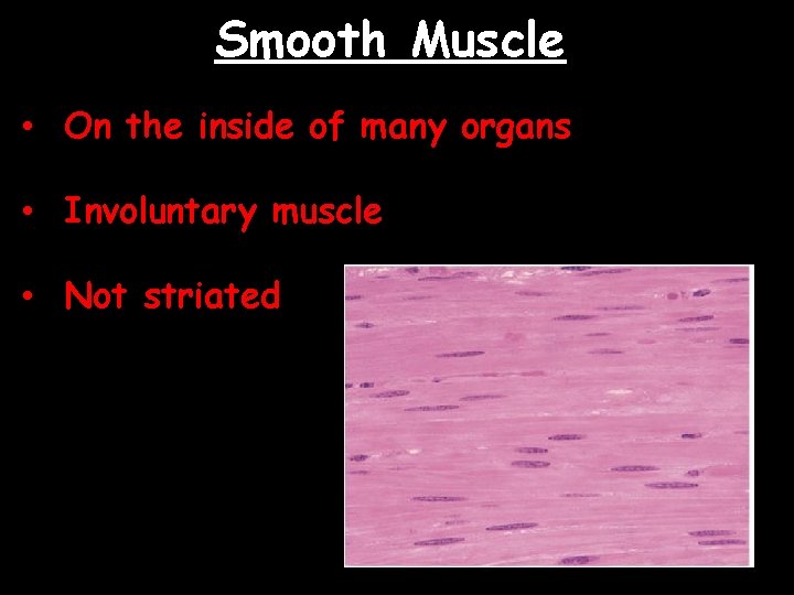 Smooth Muscle • On the inside of many organs • Involuntary muscle • Not