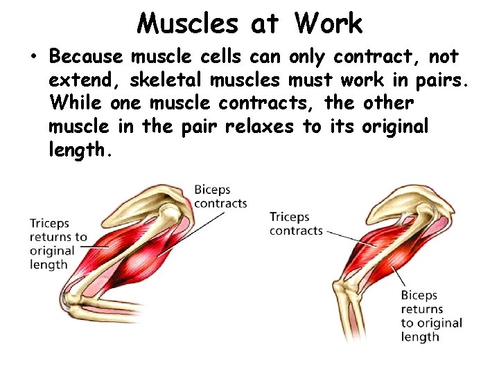 Muscles at Work - The Muscular System • Because muscle cells can only contract,