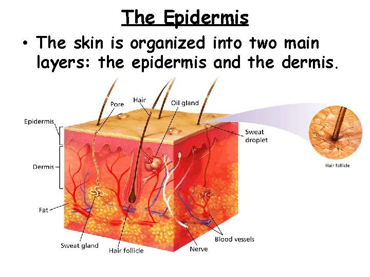 - The Skin The Epidermis • The skin is organized into two main layers: