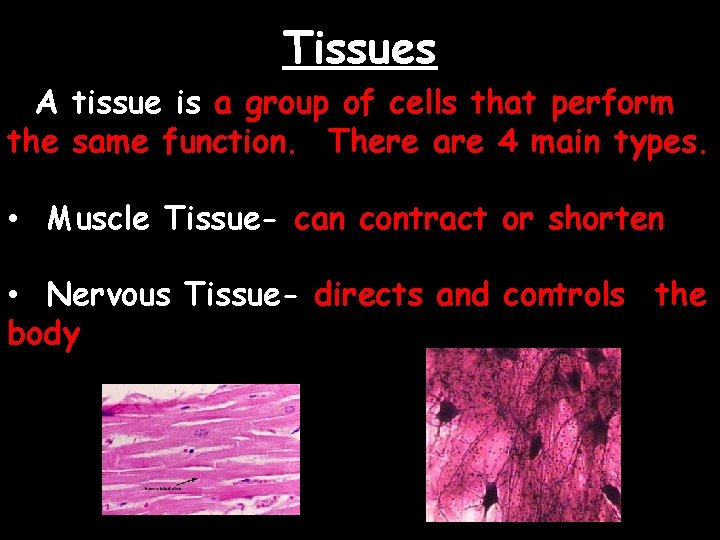 Tissues A tissue is a group of cells that perform the same function. There