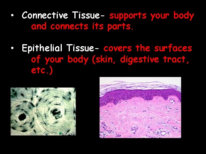  • Connective Tissue- supports your body and connects its parts. • Epithelial Tissue-
