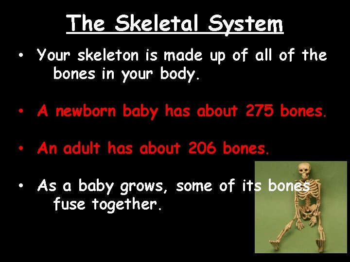 The Skeletal System • Your skeleton is made up of all of the bones
