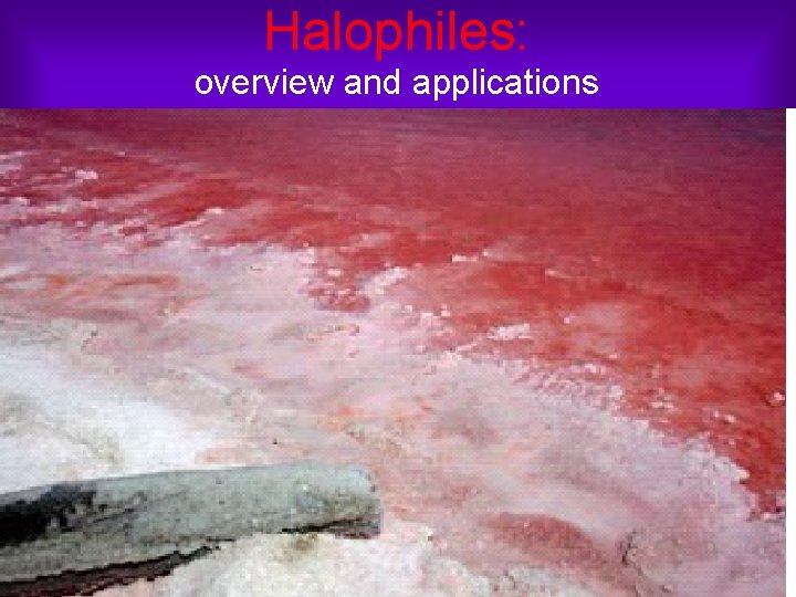 Halophiles: overview and applications 