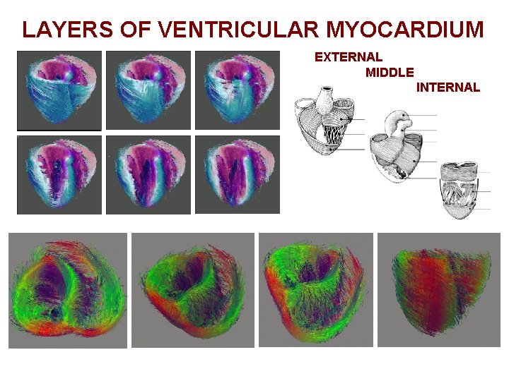 LAYERS OF VENTRICULAR MYOCARDIUM EXTERNAL MIDDLE INTERNAL 