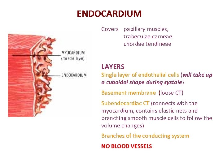 ENDOCARDIUM Covers papillary muscles, trabeculae carneae chordae tendineae LAYERS Single layer of endothelial cells