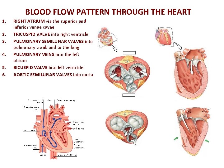 BLOOD FLOW PATTERN THROUGH THE HEART 1. 2. 3. 4. 5. 6. RIGHT ATRIUM