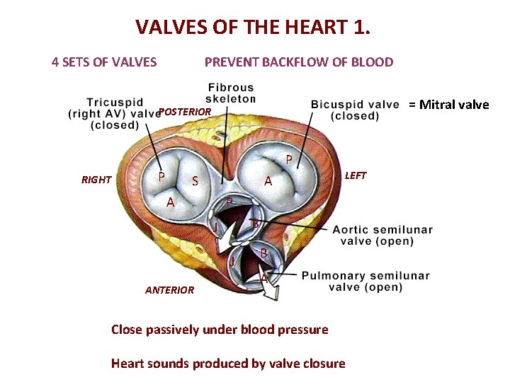 VALVES OF THE HEART 1. 4 SETS OF VALVES PREVENT BACKFLOW OF BLOOD =