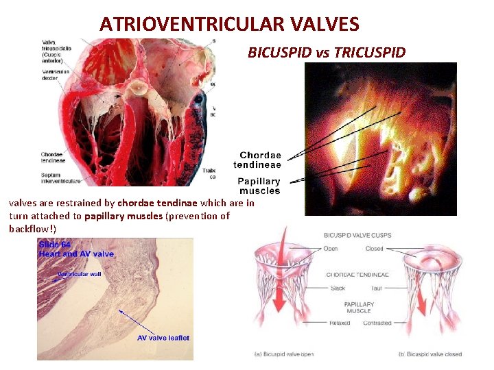 ATRIOVENTRICULAR VALVES BICUSPID vs TRICUSPID valves are restrained by chordae tendinae which are in