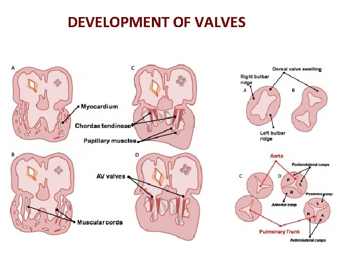 DEVELOPMENT OF VALVES 