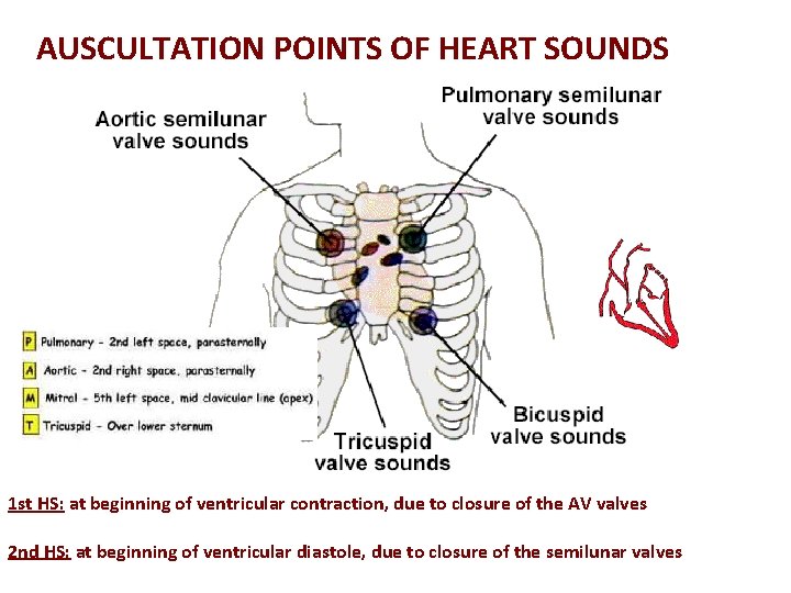 AUSCULTATION POINTS OF HEART SOUNDS 1 st HS: at beginning of ventricular contraction, due