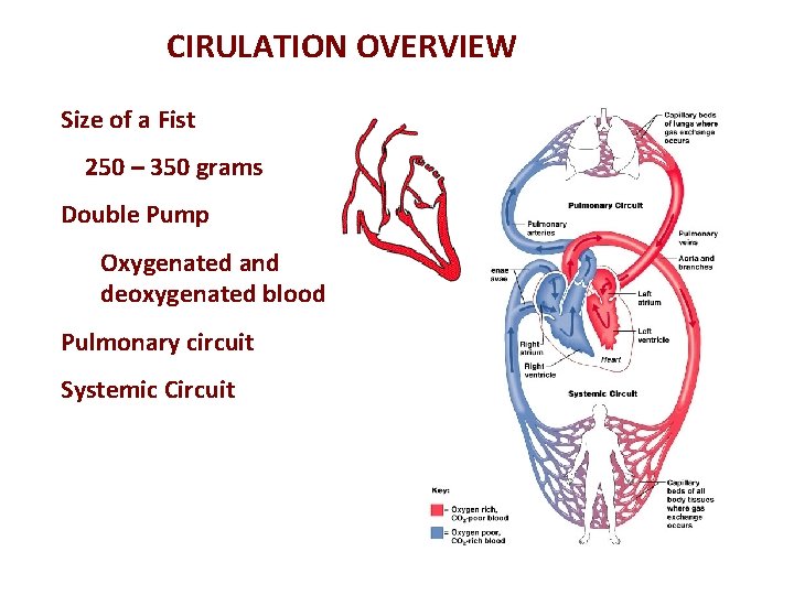 CIRULATION OVERVIEW Size of a Fist 250 – 350 grams Double Pump Oxygenated and
