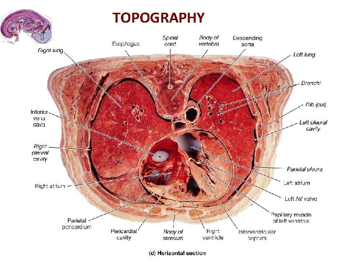 TOPOGRAPHY 