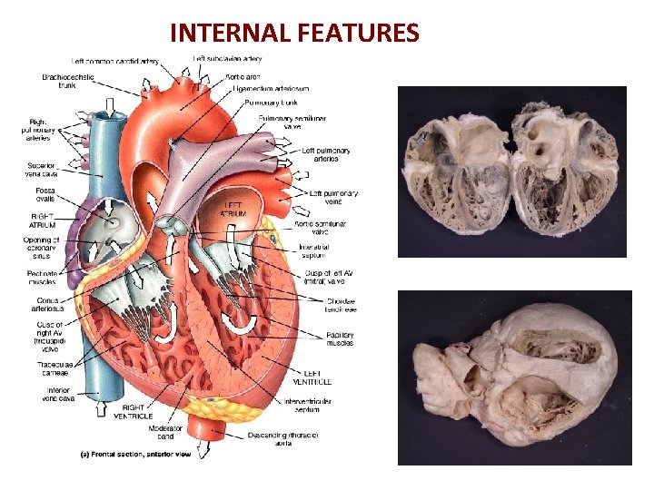 INTERNAL FEATURES 