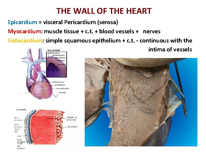 THE WALL OF THE HEART Epicardium = visceral Pericardium (serosa) Myocardium: muscle tissue +