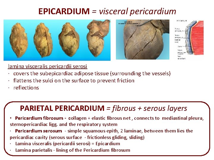 EPICARDIUM = visceral pericardium lamina visceralis pericardii serosi · covers the subepicardiac adipose tissue