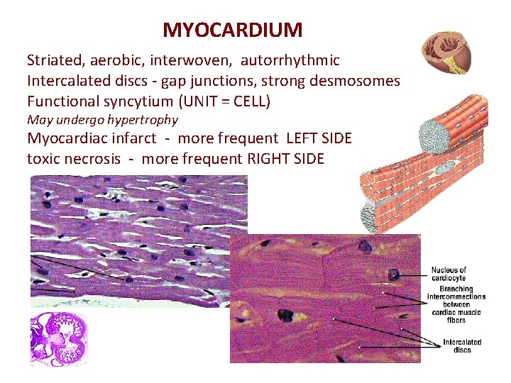 MYOCARDIUM Striated, aerobic, interwoven, autorrhythmic Intercalated discs - gap junctions, strong desmosomes Functional syncytium