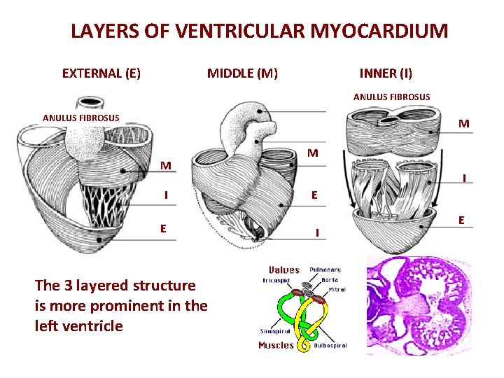 LAYERS OF VENTRICULAR MYOCARDIUM EXTERNAL (E) MIDDLE (M) INNER (I) ANULUS FIBROSUS M M