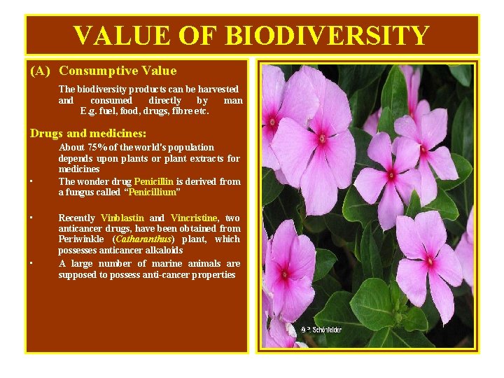 VALUE OF BIODIVERSITY (A) Consumptive Value The biodiversity products can be harvested and consumed