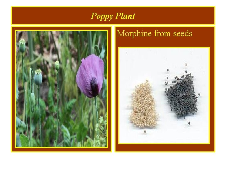 Poppy Plant Morphine from seeds 