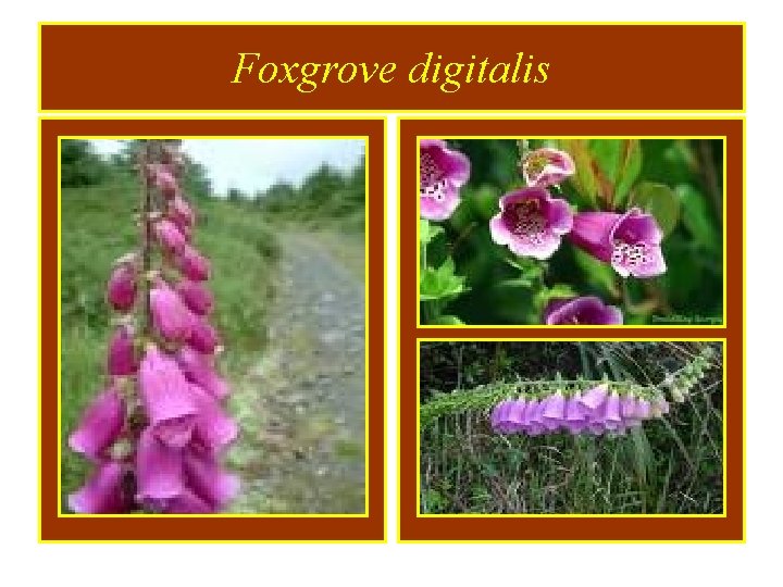 Foxgrove digitalis 