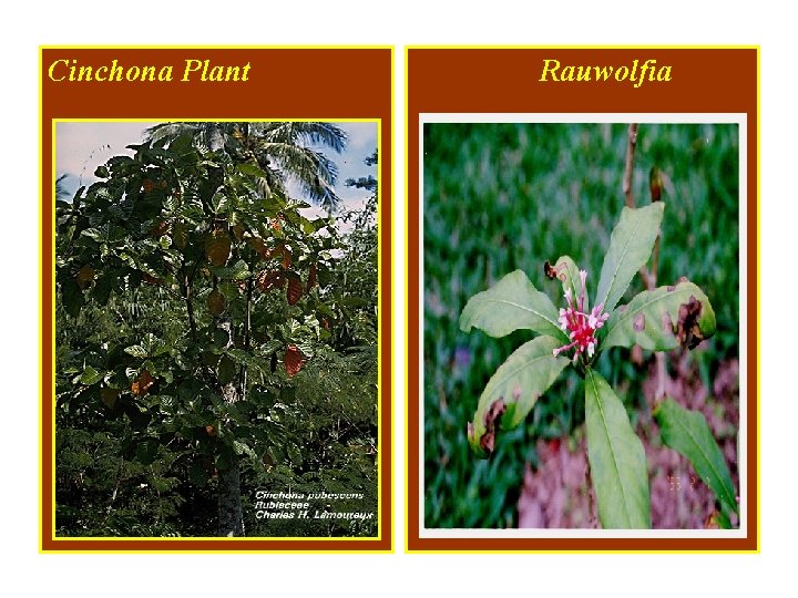 Cinchona Plant Rauwolfia 