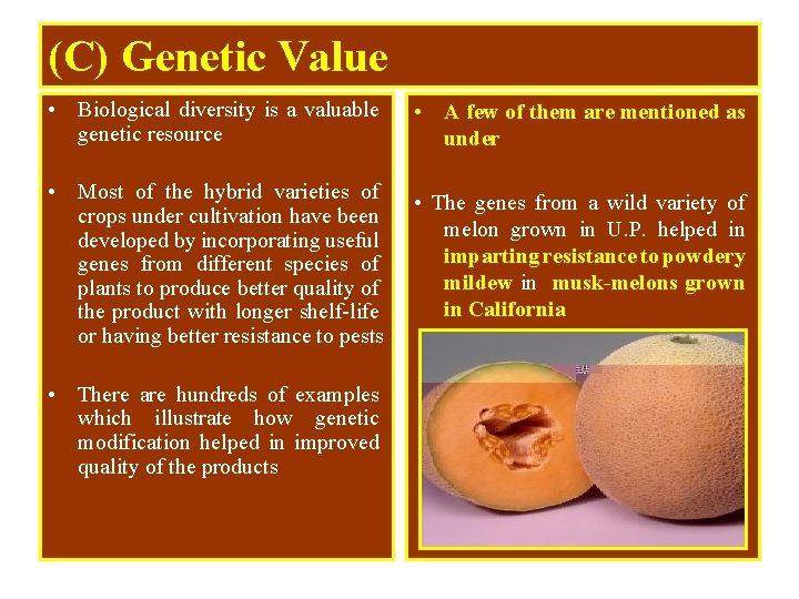 (C) Genetic Value • Biological diversity is a valuable genetic resource • A few